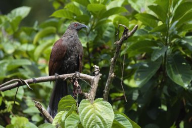Andaman Coucal, Andaman 'daki Chidiya Tapu' da çekilmiş.