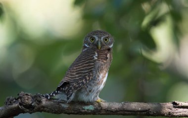Doğada yasaklanmış Asya Baykuşu
