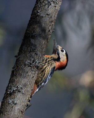 Woodpecker bird on tree branch