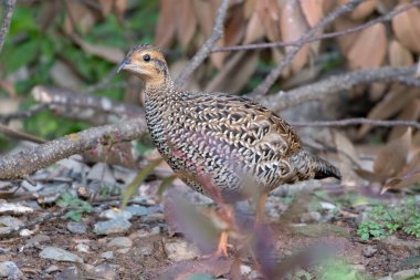 Beautiful bird walking outdoors