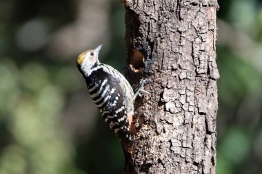 Kahverengi önlü ağaçkakan Sattal, Hindistan 'da çekildi.