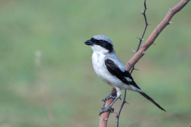 Büyük gri örümcekkuşu Hindistan, Rajasthan, Shokaliya 'da bir dala tünedi.