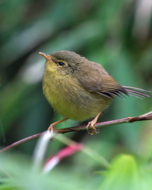Ağacın dalında güzel bir kuş