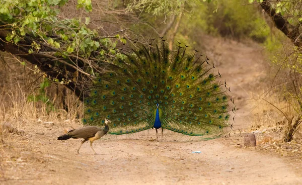 Peafowl Dance in nature