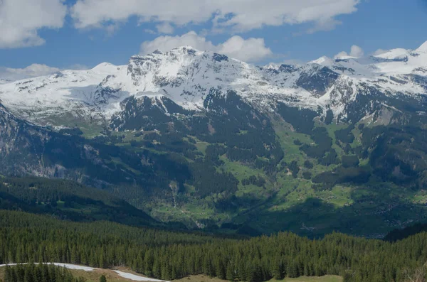 Beautiful landscape with snow covered mountains and green forest