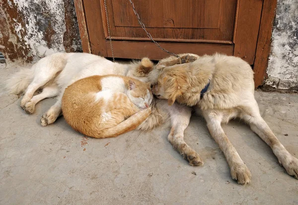 Unusual friends - Cat and dog sticking together to escape the cold
