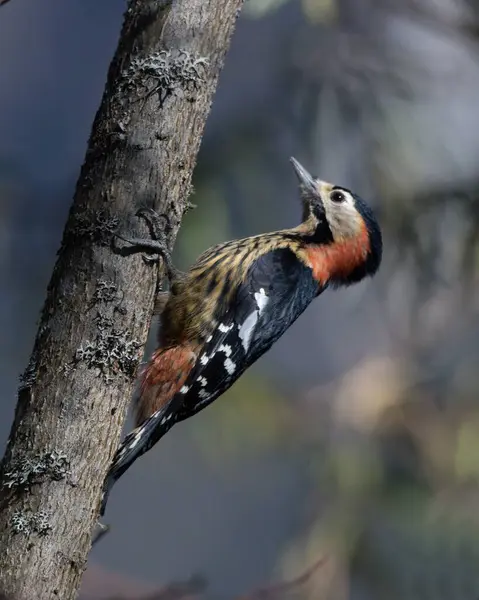 Woodpecker bird on tree branch