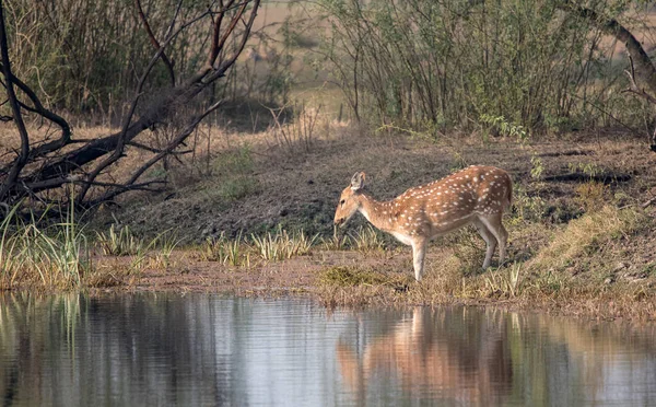 Beautiful deer drinking water from lake