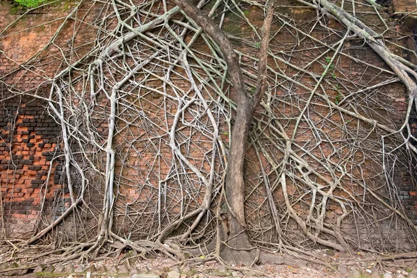 Abandoned ruins covered with roots at Ross Island, Andaman, India
