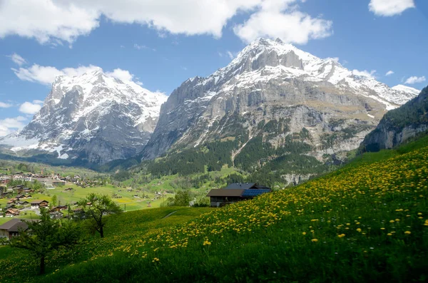 Beautiful landscape with snowy mountains and green fields