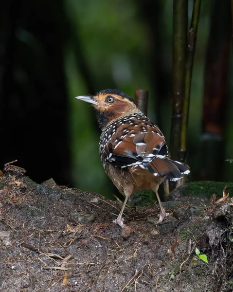 Laughingthrush, Batı Bengal, Hindistan 'da Darjeeling' de yiyecek ararken görüldü.