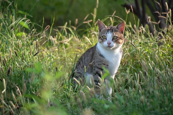 Vahşi çimenlerde oturan kedinin yakın çekimi