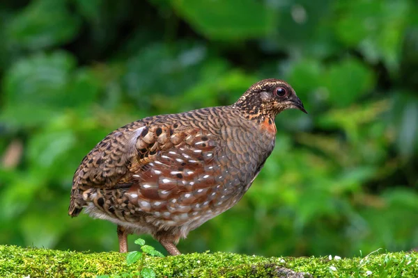 Hill Partridge, Darjeeling, Batı Bengal, Hindistan 'da besleniyor.