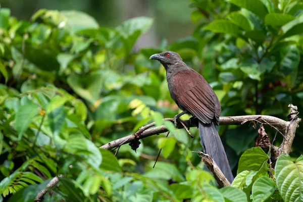 Andaman Coucal, Andaman 'daki Chidiya Tapu' da çekilmiş.