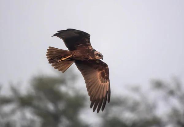 Marsh harrier bird flying at Bharatpur