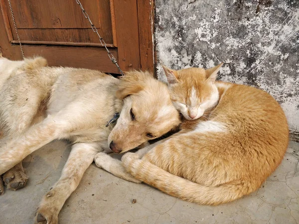 Unusual friends - Cat and dog sticking together to escape the cold