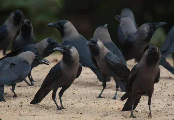 Congregation of black crows in nature