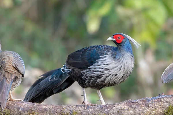 Ağaç dalındaki güzel kuş
