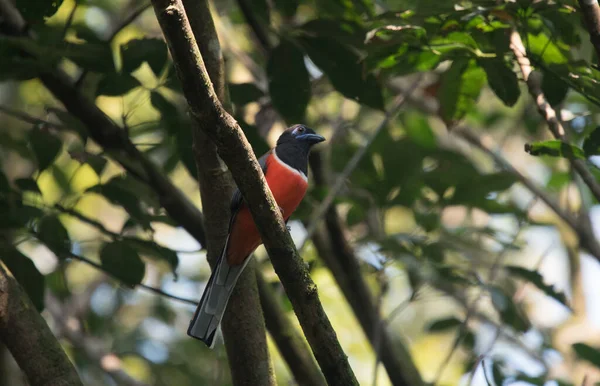 Malabar Trogan ağaç dalında