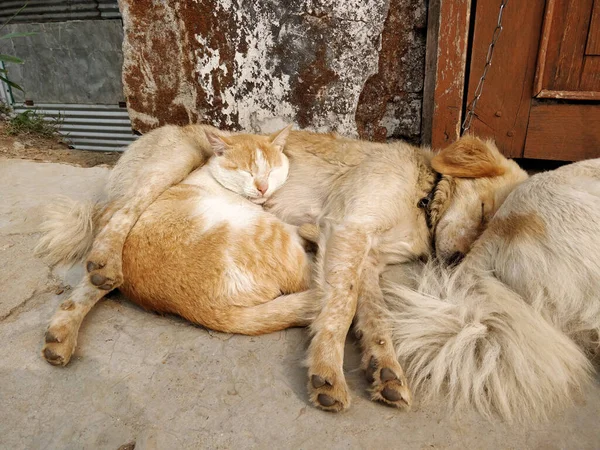 Unusual friends - Cat and dog sticking together to escape the cold
