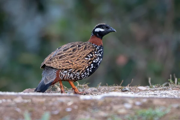 Erkek Siyah Frankolin Sattal, Hindistan 'da çekildi.