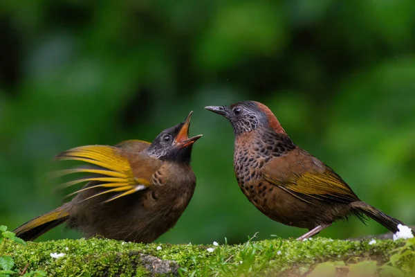 Kestane tacı takmış gülen ardıç kuşu yavrusunu Darjeeling, Batı Bengal, Hindistan 'da besliyor.