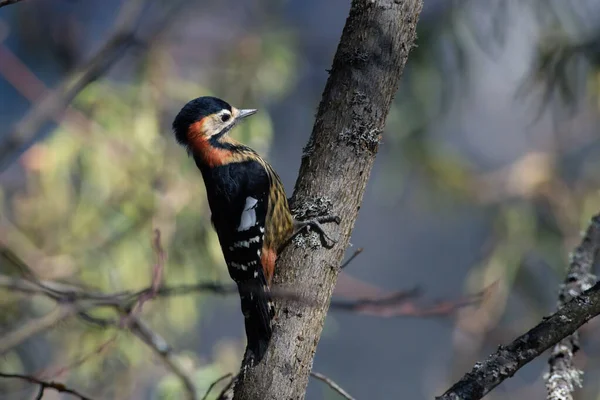 Kızıl göğüslü ağaçkakan ya da Kızıl göğüslü ağaçkakan Kuzey Sikkim, Hindistan 'da çekildi.