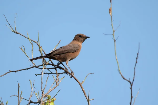 Brown rock chat (Oenanthe fusca) or Indian chat photographed in Kutch, Gujarat