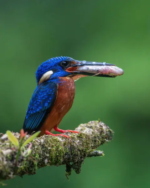 Balık yakalayan mavi kulaklı balıkçı.