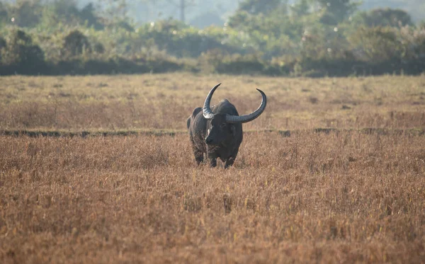 Vahşi su bizonu doğada