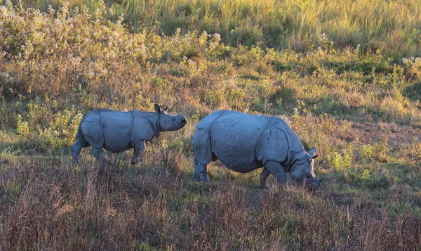 Great One-horned Rhino with Calf