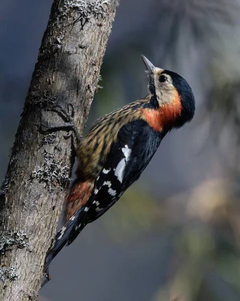 Woodpecker bird on tree branch