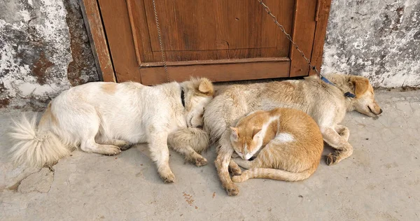 Unusual friends - Cat and dogs sticking together to escape the cold
