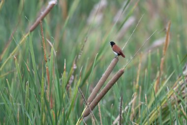 Hindistan 'ın Maharashtra kentindeki Virar yakınlarındaki sulak alanlarda üç renkli munia (Lonchura malacca) gözlemlendi.