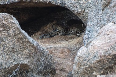 Leopar, Hindistan, Rajasthan 'da Bera yakınlarında Jawai' de bir mağarada dinleniyor.