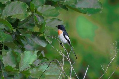 Hindistan, Maharashtra yakınlarındaki Parinche köyünde beyaz karınlı minivet (Pericrocotus erythropygius) gözlemlendi.