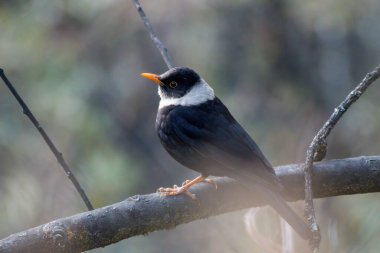 Beyaz yakalı erkek karatavuk (Turdus albocinctus), Kuzey Sikkim, Hindistan 'da Lachen yakınlarında fotoğraflandı.