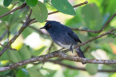 Beyaz karınlı mavi bülbül (Sholicola albiventris) veya Hindistan, Kerala yakınlarındaki Eravikulam Ulusal Parkı 'nda gözlemlenen beyaz karınlı sholakili