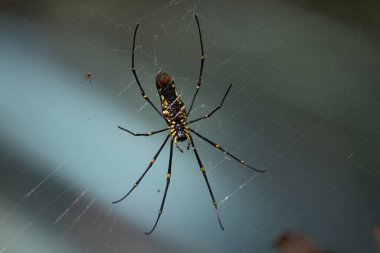 Ağaç Örümceğinin Yakın Çekimi