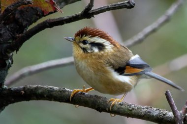 Hindistan 'ın Arunachal Pradesh kentindeki Mishmi Hills' te Rufous-winged fulvetta (Schoeniparus castaneceps) gözlemlendi.