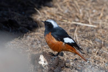 Guldenstadt 'ın kırmızısı (Phoenicurus erythrogastrus) ya da beyaz kanatlı kızıl, Hindistan' ın Kuzey Sikkim Gölü 'nde Gurudongmar Gölü yakınlarında fotoğraflandı.