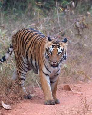 Choti Tara 'nın Subadult yavrusu Hindistan, Maharashtra' da, Nagpur yakınlarındaki Tadoba Andhari Tiger Reserve yolunda yürüyor.
