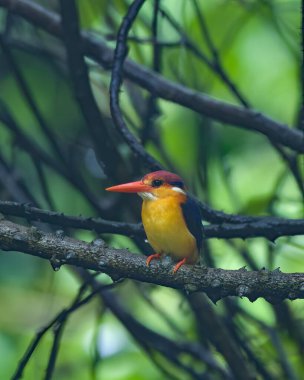 Doğulu cüce Kingfisher (Ceyx erithaca), Hindistan 'ın Maharashtra kentindeki Karnala' da yağmurda bir dalda oturan üç parmaklı kralbalıkçı olarak da bilinir.