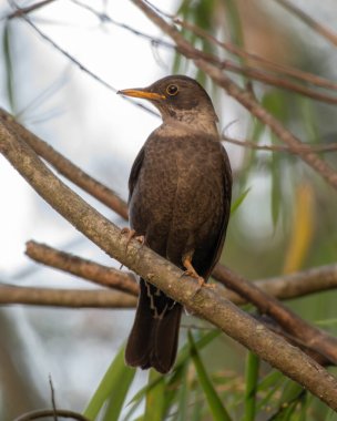 Beyaz yakalı dişi karatavuk (Turdus albocinctus), Kuzey Sikkim, Hindistan 'da Lachen yakınlarında fotoğraflandı.