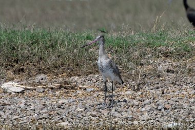 Hindistan, Maharashtra 'da Bhigwan yakınlarında siyah kuyruklu Godwit (Limosa limozası) görüldü.