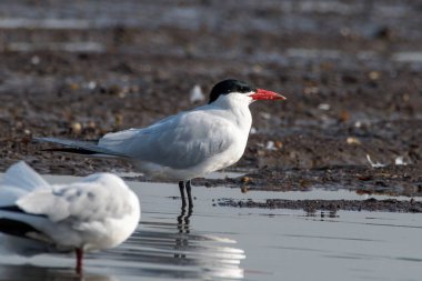 Caspian tern (Hydroprogne caspia) photographed near Bhigwan in Maharashtra, India clipart