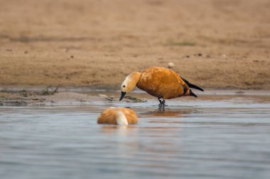 Hindistan 'da Brahminy ördeği olarak bilinen Ruddy shelduck (Tadorna ferruginea), Hindistan' ın Rajasthan kentindeki Bharatpur yakınlarında Chambal nehrinin kıyısında gözlemlenmiştir.