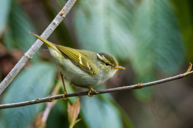 Blyth 'in yaprak bülbülü (Phylloscopus regüloides) Hindistan' ın Arunachal Pradesh kentindeki Mishmi Hills 'te gözlemlenmiştir.