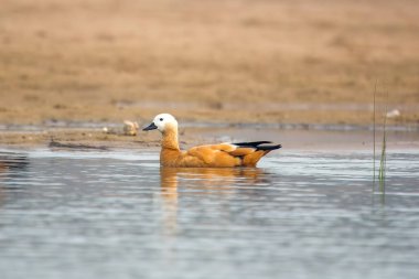 Hindistan 'da Brahminy ördeği olarak bilinen Ruddy shelduck (Tadorna ferruginea), Hindistan' ın Rajasthan kentindeki Bharatpur yakınlarında Chambal nehrinin kıyısında gözlemlenmiştir.