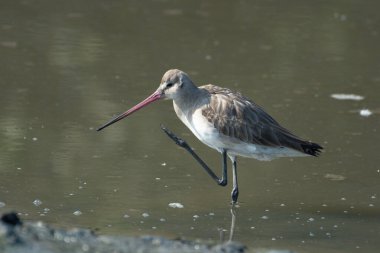 A black-tailed godwit (Limosa limosa) seen in the wetlands near Airoli in New Bombay in Maharashtra, India 